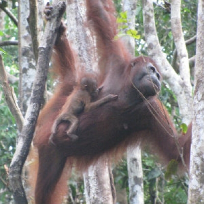 Orangutan and baby