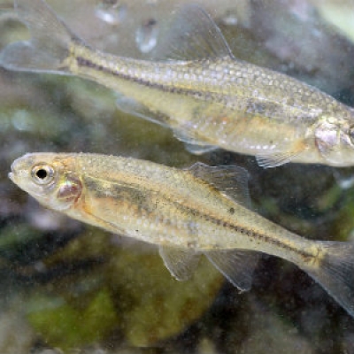 Oregon chub