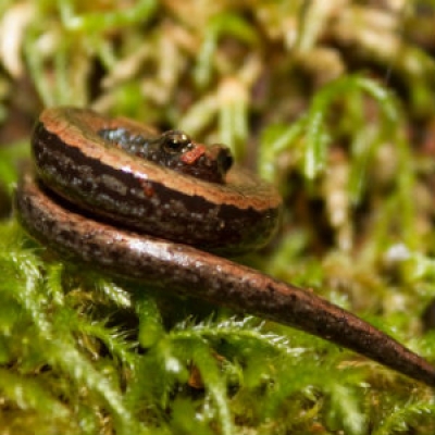Oregon slender salamander 