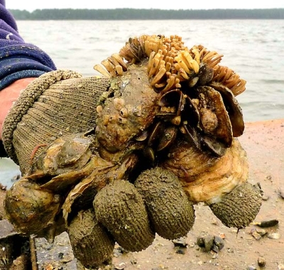 Eastern Oyster clump