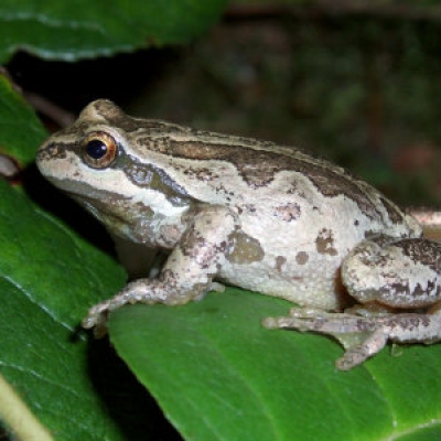 Pacific chorus frog