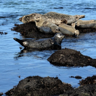 Pacific harbor seal