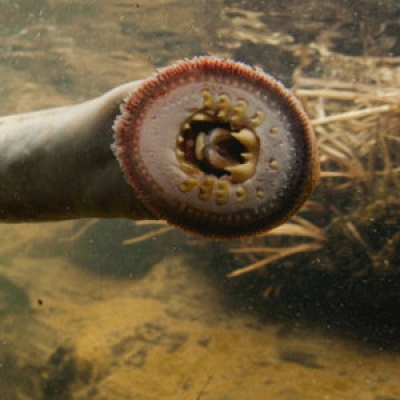 Pacific lamprey