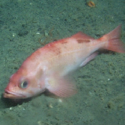 Pacific ocean perch