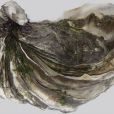 Pacific oyster