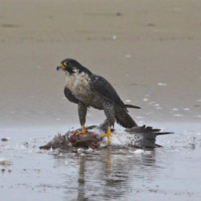 Peregrine Falcon