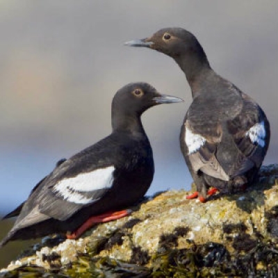 Pigeon Guillemot