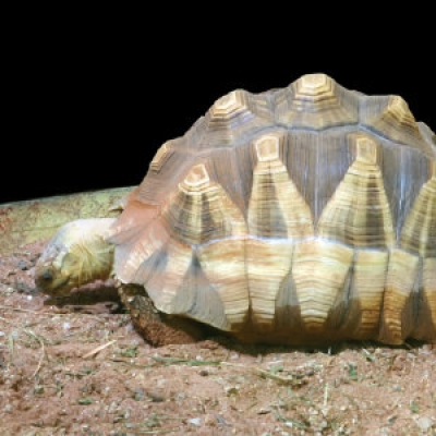 Ploughshare tortoise