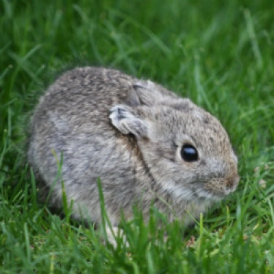 Pygmy rabbit