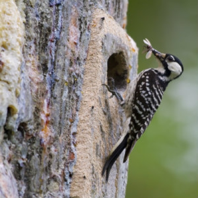 Red-cockaded woodpecker