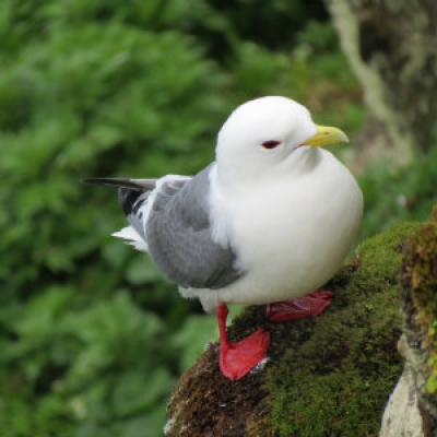Red-legged Kittiwake
