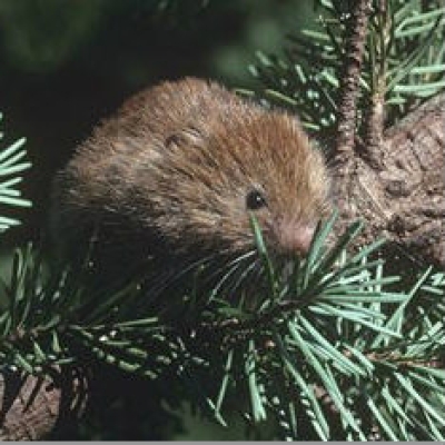 Red tree vole