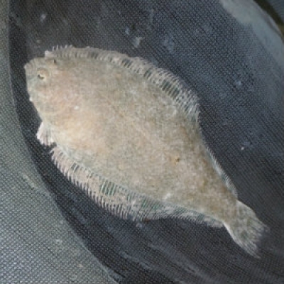 Speckled sanddab