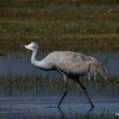 Sandhill Crane