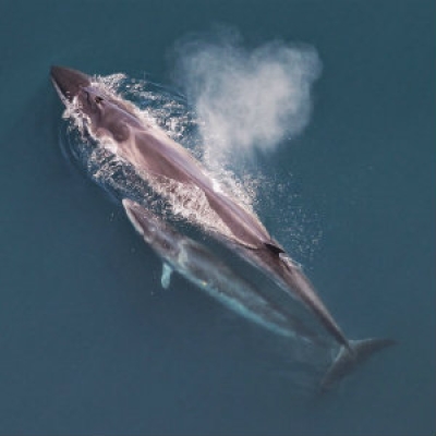 Sei whale