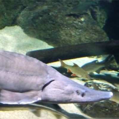 Siberian sturgeon