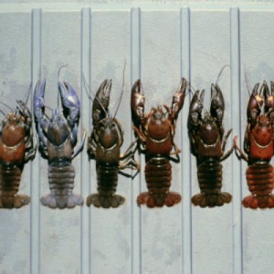 Signal Crayfish - color variations 