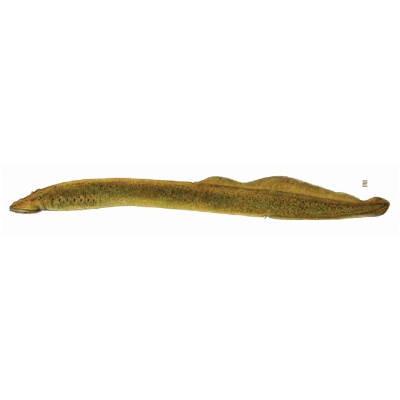 Silver lamprey