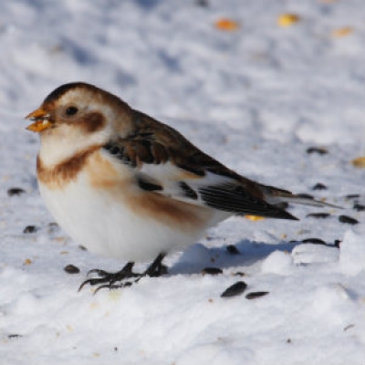 Snow bunting