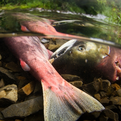 Deceased sockeye salmon sit at the bottom of a shallow stream