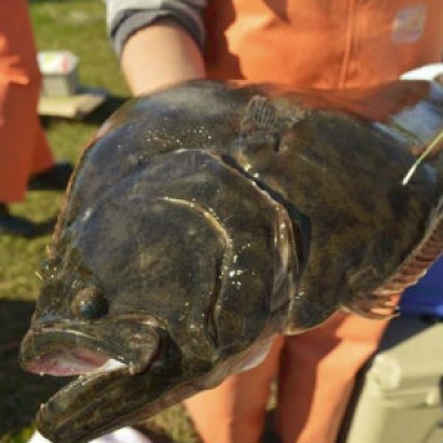 Southern Flounder