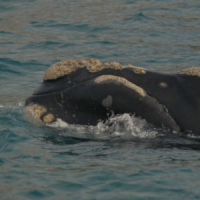 Southern Right Whale