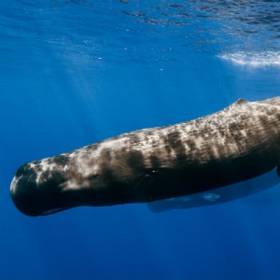 Sperm whale