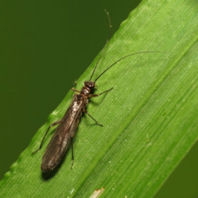 Stonefly