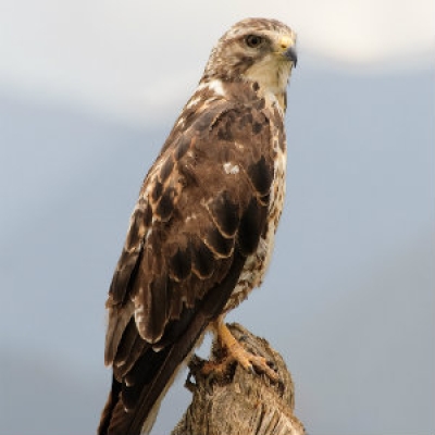 Swainson's Hawk