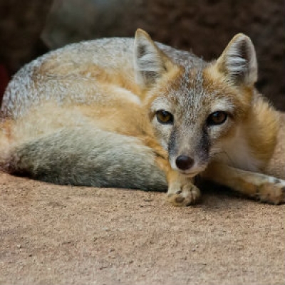 Swift fox