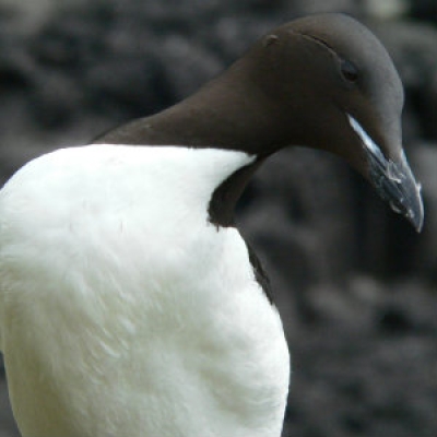 Thick-billed murre