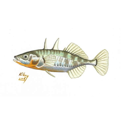 Three-spined stickleback