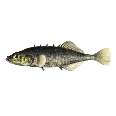 Three-spined stickleback