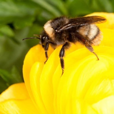 Western bumble bee