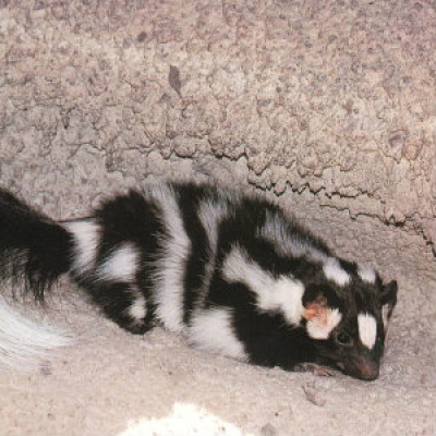 Western spotted skunk