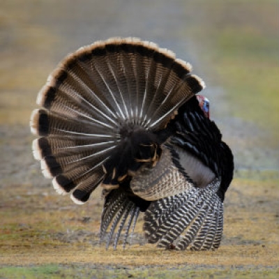 Wild Turkey