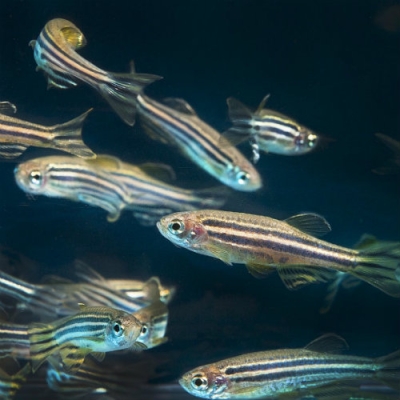 Zebrafish