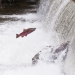 A coho salmon jumps out of the water in Fall Creek, Oregon. Photo by Lynn Ketchum, Oregon State University.