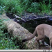cougar crossing a stream on a log