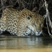 A jaguar in the Amazon
