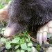Moles can be destructive to the garden. Photo by Link576