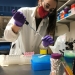 Researcher Sara Hutton, a doctoral graduate of OSU, extracts RNA for qPCR to test gene expression of genes effected by pyrethroid exposure in the different generations of inland silverside fish. (Credit: Sara Hutton / Oregon State University)