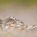piping plovers piping plovers