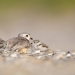 piping plovers