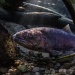 A spawning redband trout from the Upper Klamath Basin. (Photo by Jonny Armstrong, courtesy of Oregon State University.)