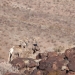Three bighorn ewes, hoto by Regina Abella, California Department of Fish and Wildlife. Three bighorn ewes, hoto by Regina Abella, California Department of Fish and Wildlife.