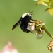 Oregon native bee. Photo Oregon State University Oregon native bee. Photo Oregon State University
