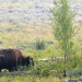 A bison bull breaking aspen saplings and eating aspen in the Lamar Valley in northern Yellowstone National Park. A bison bull breaking aspen saplings and eating aspen in the Lamar Valley in northern Yellowstone National Park.