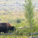 A bison bull breaking aspen saplings and eating aspen in the Lamar Valley in northern Yellowstone National Park.