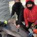 Researchers from Oregon State University, Arizona State University, and Rhode Island's Atlantic Shark Institute caught 10 pregnant porbeagle sharks and tagged them to tack their habitat (Courtesy Dr. James Sulikowski, OSU) Researchers from Oregon State University, Arizona State University, and Rhode Island's Atlantic Shark Institute caught 10 pregnant porbeagle sharks and tagged them to tack their habitat (Courtesy Dr. James Sulikowski, OSU)